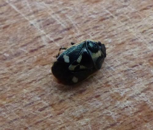 Eurydema oleracea